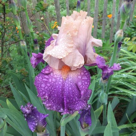 Iris: Culmination of a life’s work and taste is discovered in Iris 